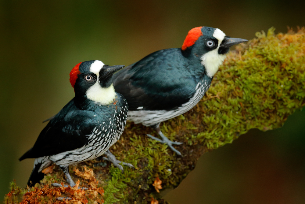 Acorn Woodpecker, Melanerpes formicivorus. Beautiful two bird sitting on the green mossy branch in habitat(Ondrej Prosicky)S