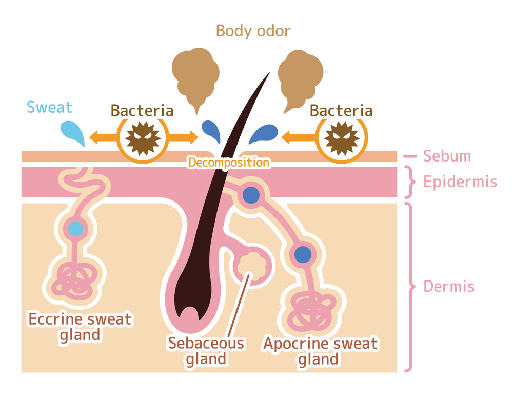 Cause of body odor illustration(Barks)S