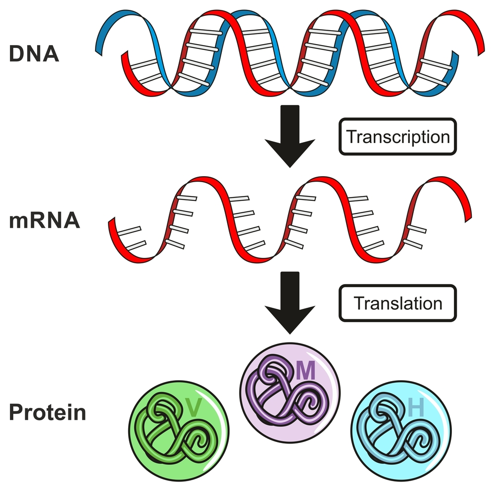 Central Dogma of Gene Expression infographic diagram showing the process of transcription(udaix)s