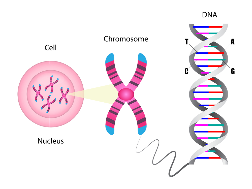 Diagram of chromosome and DNA structure, Molecular biology, vector illustration(Ody_Stocker)s