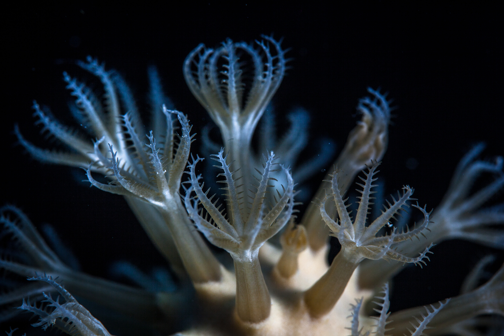 Soft coral polyps wait for plankton to come within their grasp on a Caribbean coral reef(Ethan Daniels)S