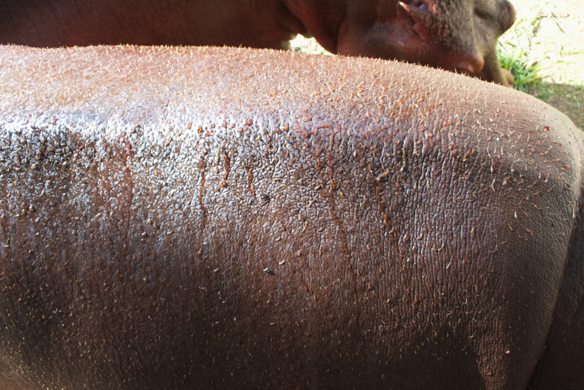 The skin of the hippopotamus with sweat has a pale red mucus(Lomtong Monrudee)s