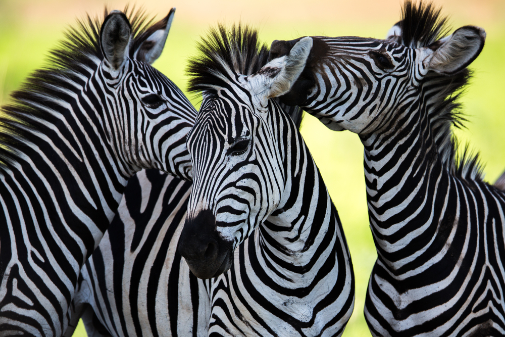 Wild Zebra socialising in Africa(Jamen Percy)s