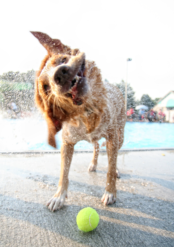 a wet dog shaking water off(Annette Shaff)S