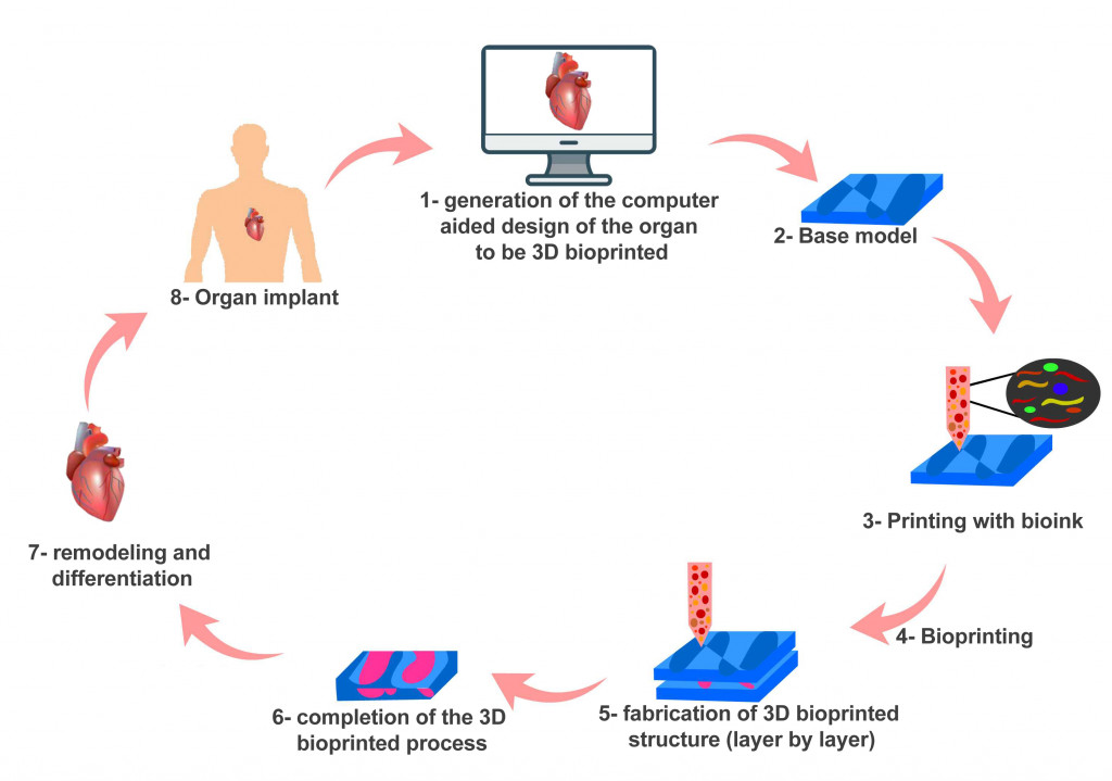 bioprinting process
