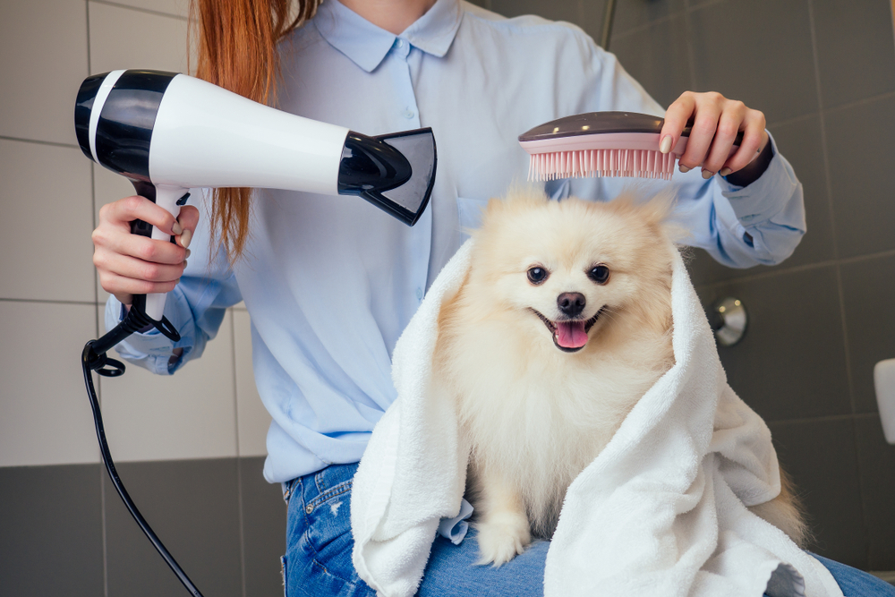happy redhaired ginger woman blowing dry the spitz dog hair wiping with a bath towel in the grooming salon(yurakrasil)s