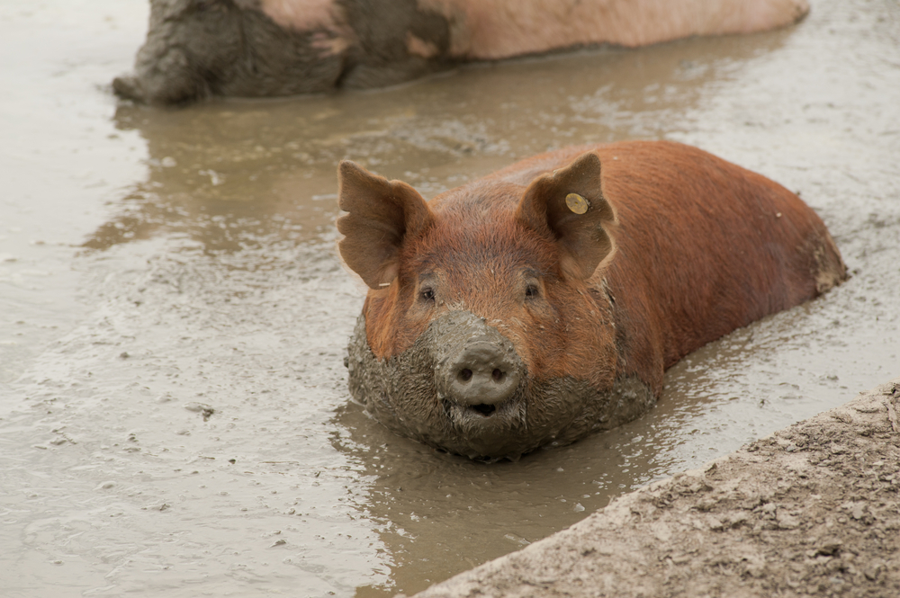 single pig playing in the mud with thick nasty mud all over it's face at an agricultural farm(jadimages)s