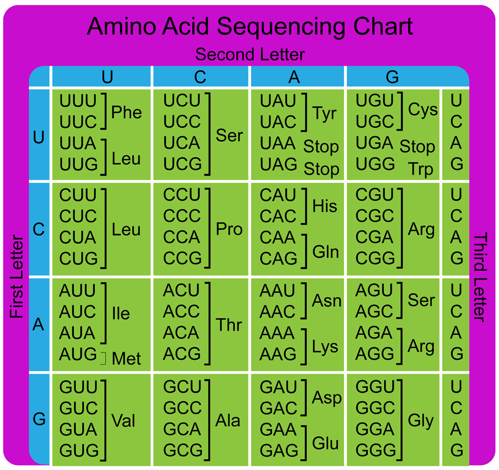 Amino Acid Sequence chart(gstraub)s