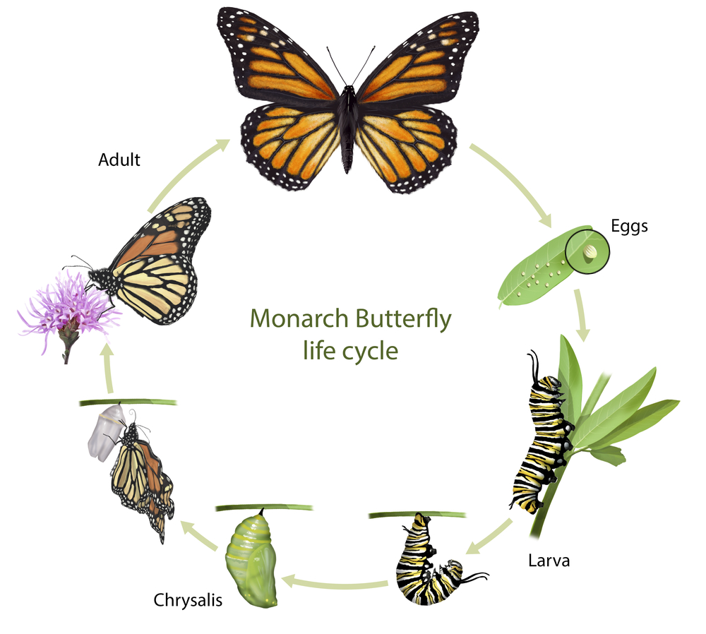 Digital illustration of a monarch butterfly life cycle(Nicolas Primola)s