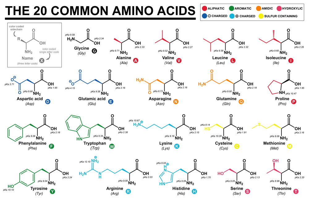 Educational chart with all the common amino acids represented with color coded side chains(Cristian Victor Rete)s