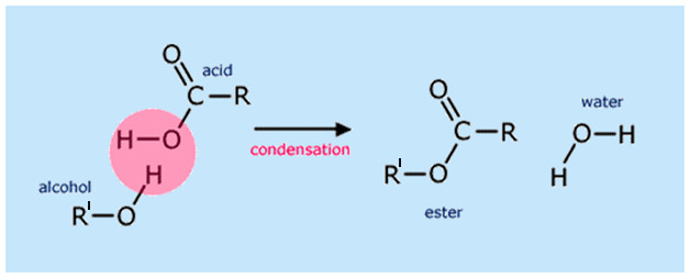 Formation of Esters Carboxylic Acids
