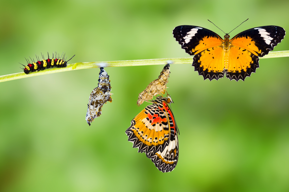 Isolated Male Leopard lacewing (Cethosia cyane euanthes) butterfly , caterpillar, pupa and emerging with clipping path(Mathisa)s