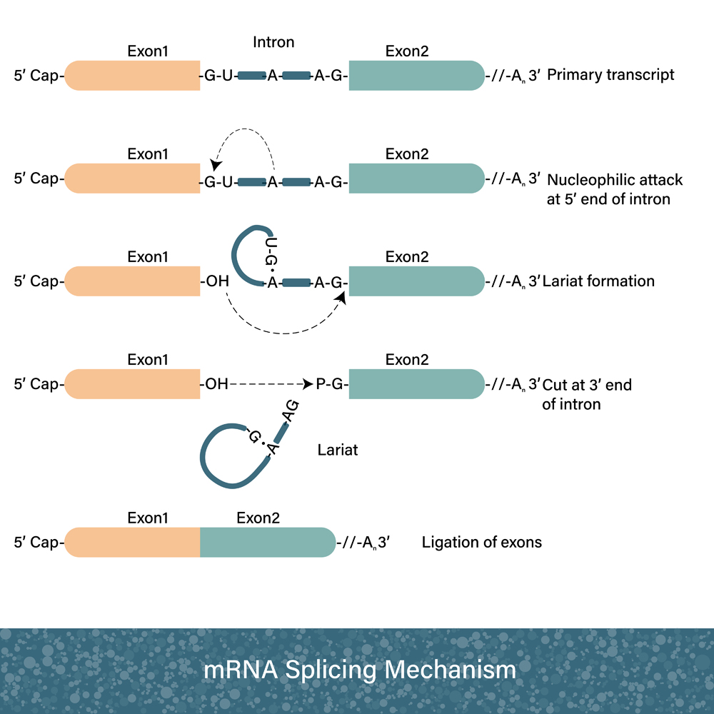 Mechansim of mRNA splicing after transcription (Udayadaithya M V)s