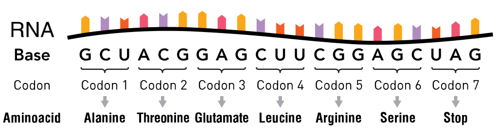 Each codon present on the mRNA specify a codon