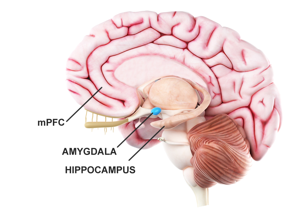 Regions of the prefrontal cortex, amygdala, and hippocampus bring about the 'emotional memory recollection' action