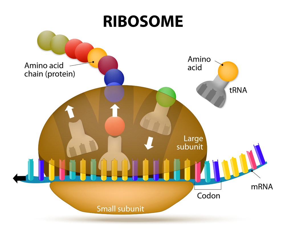 The Interaction of a Ribosome with mRNA. Process of initiation of translation(Designua)s