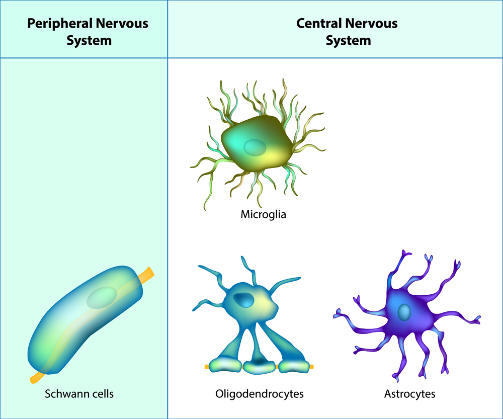 Types of Neuroglia(Sakurra)S