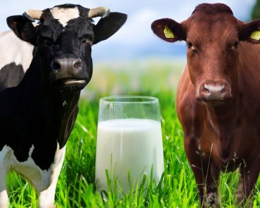 a1 and a2 cow milk diffrence