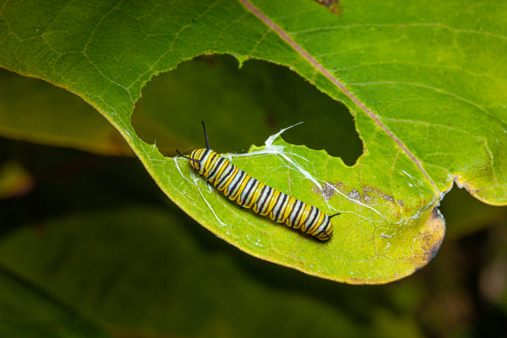 monarch butterfly caterpillar on a green leaf with a partially eaten leaf(K Hanley CHDPhoto)s