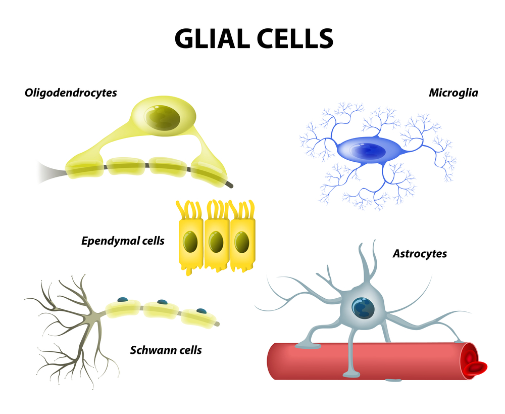 types of neuroglia(Designua)S