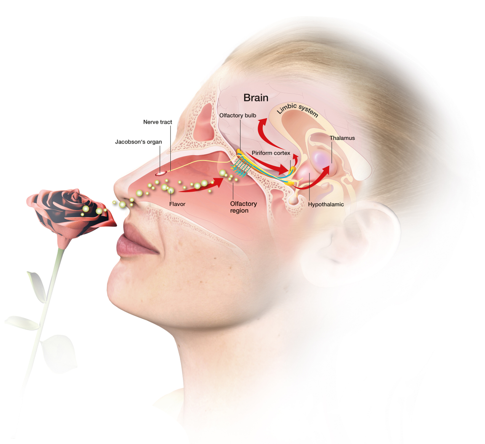3D illustration showing the function of the olfactory sense(Axel_Kock)s