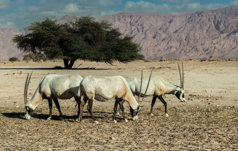 Antelope Arabian white oryx (Oryx dammah) inhabits native environments of Sahara desert(Sergei25)s