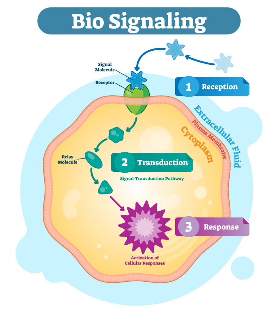 Bio signaling cell communication network system, micro biological anatomy labeled diagram(VectorMine)s