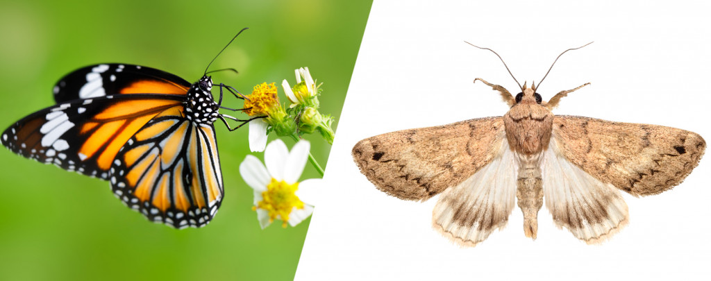 Butterflies are much leaner (and less bulky) than moths.