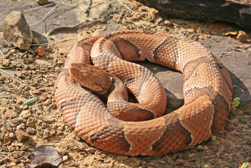 Copperhead Snake (Agkistrodon contortrix)(Creeping Things)S