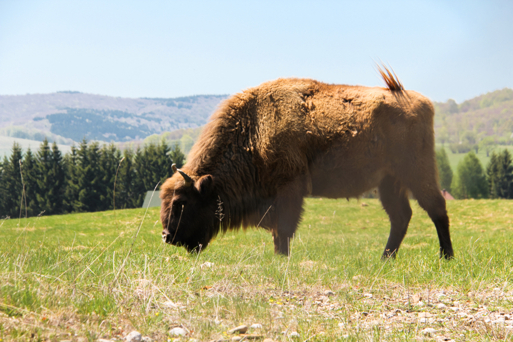 European bison (wisent) in the wild(MEDIAIMAG)s