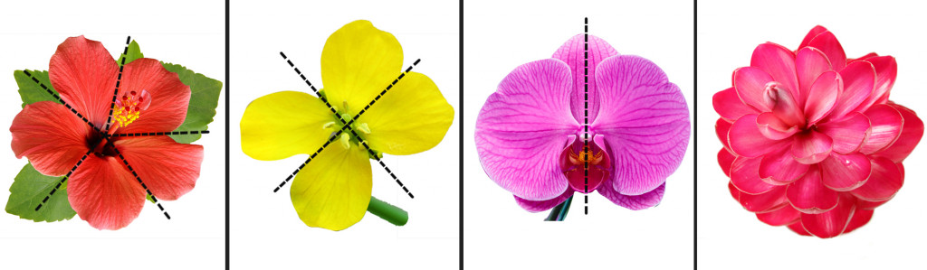 Floral symmetries