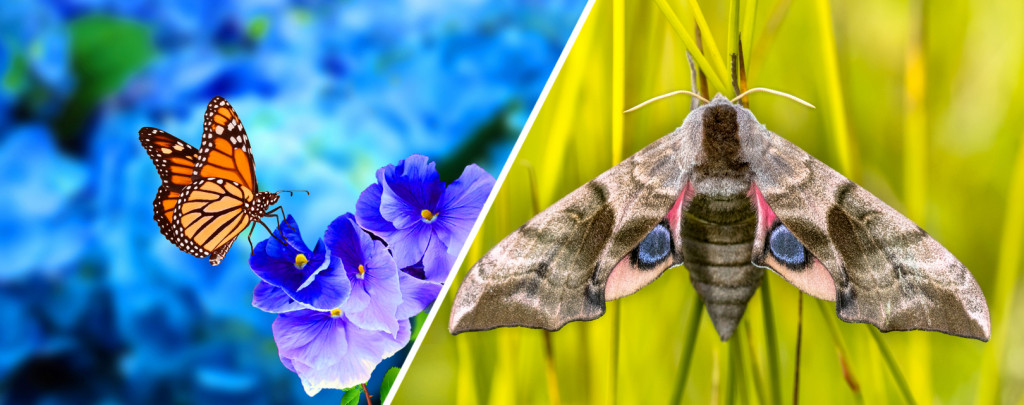 (L) Butterfly, (R) moth