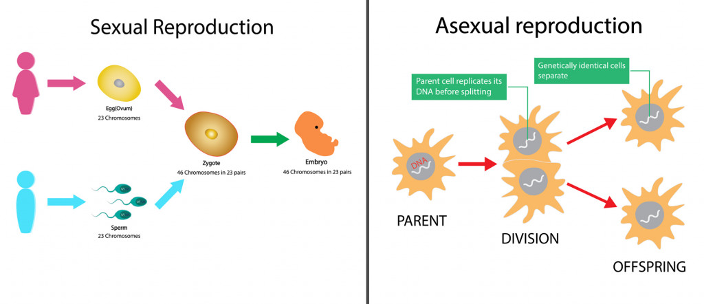Process of sexual and asexual reproduction