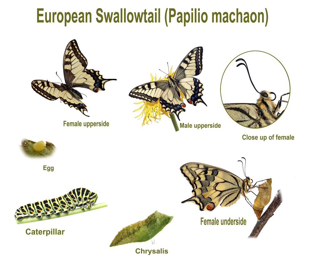 Swallowtail life cycle. Swallowtail life cycle(jps)s