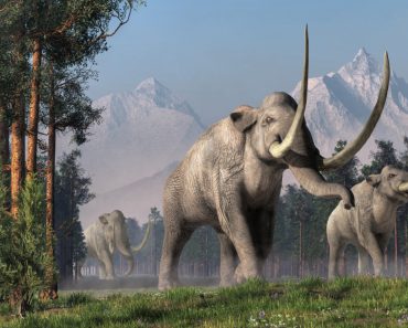 The Columbian Mammoth is an extinct animal that inhabited warmer regions of North America during the Pleistocene(Daniel Eskridge)s