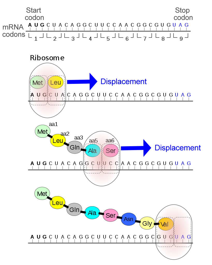 Usual mechanism of a Stop codon