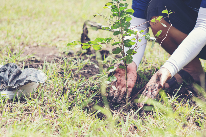Volunteers to plant trees(boonchoke)s
