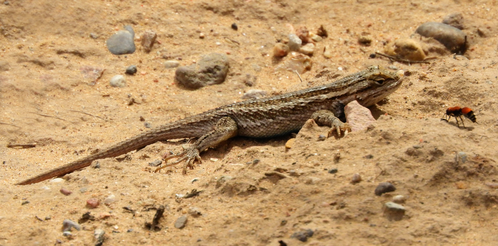 a desert grasslands whiptail lizard in the sand, near albuquerque, new mexico(Nina B)S