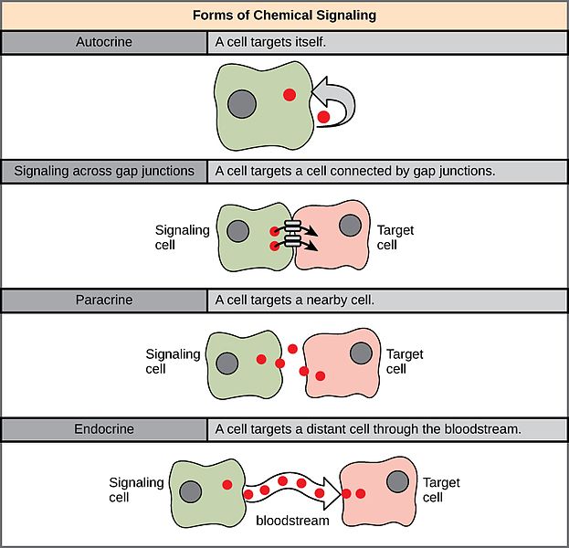 form of chemical signaling