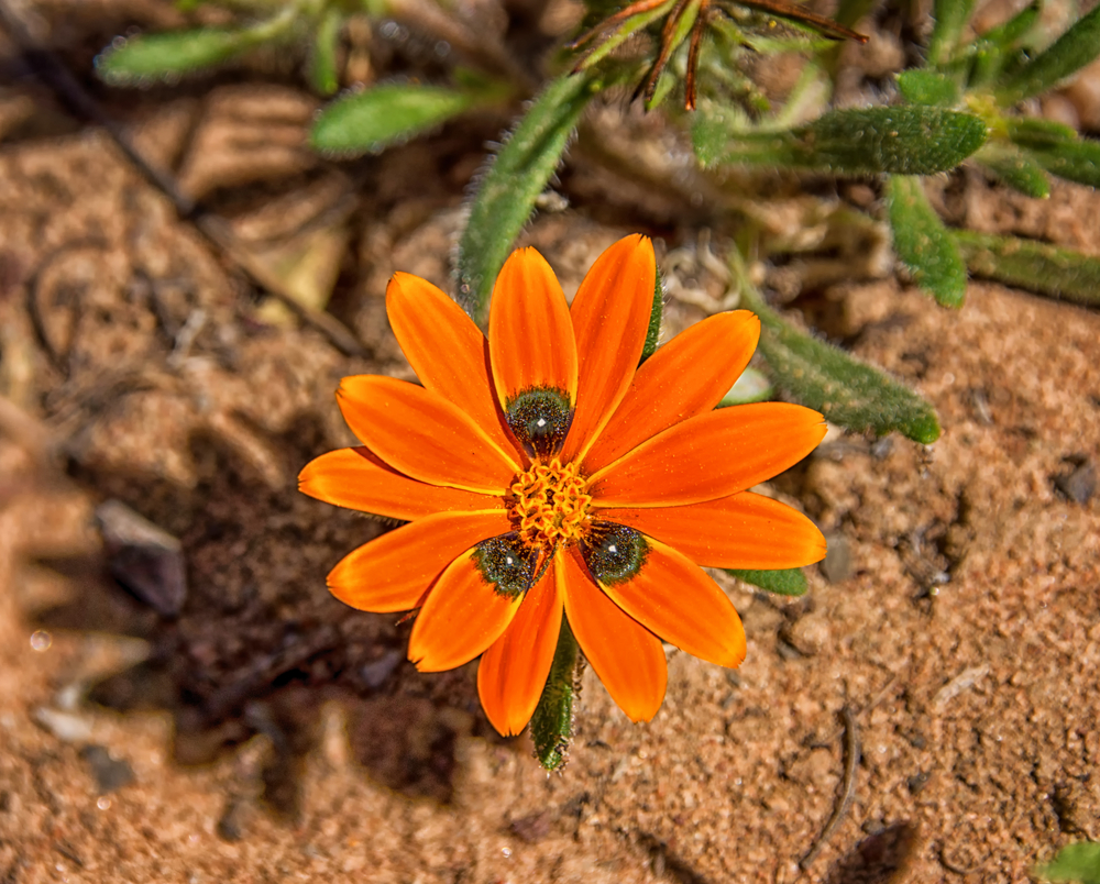 A Gorteria diffusa wildflower in the Namaqualand, South Africa(Cathy Withers-Clarke)s