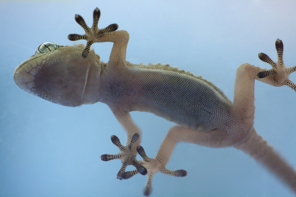 Adhesive hands of a gecko reptile from below( Papa Bravo)s