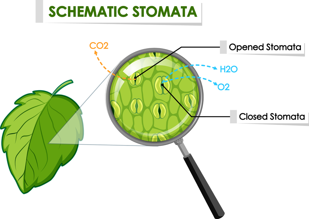 Diagram showing schematic stomata on leaf illustration(BlueRingMedia)S