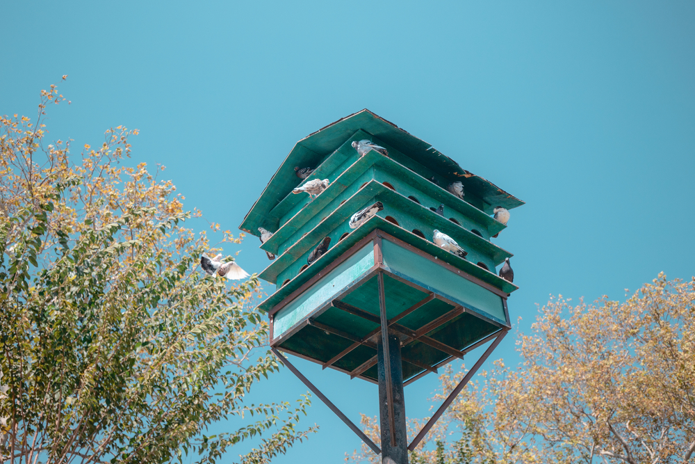 Green dovecote birds house is set on a high pole in the city for private or public breeding of pigeons(frantic00)S