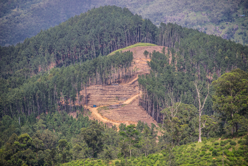 Mountain tropical forests of Sri Lanka and new tea plantation( Maximillian cabinet)s