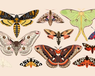 Set of moths and butterflies(GreyLilac)s
