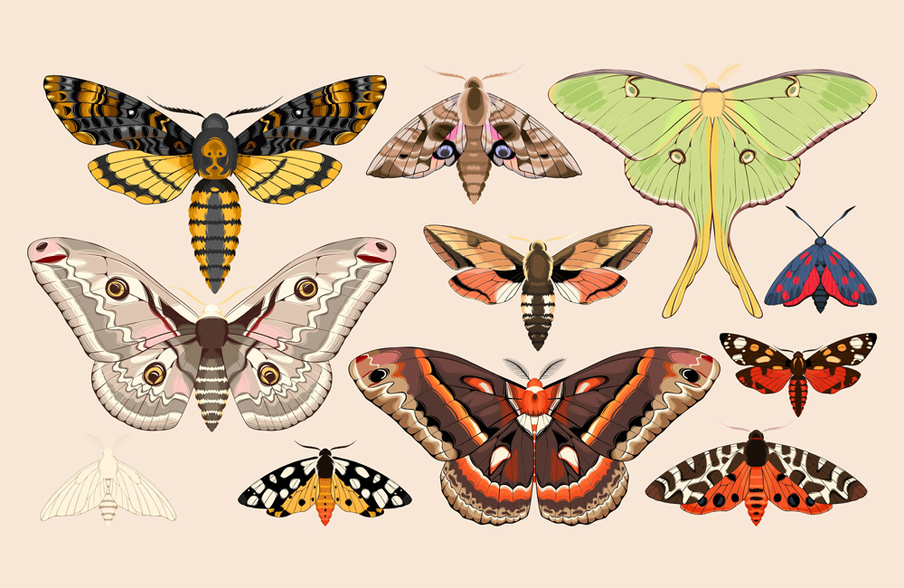 Set of moths and butterflies(GreyLilac)s
