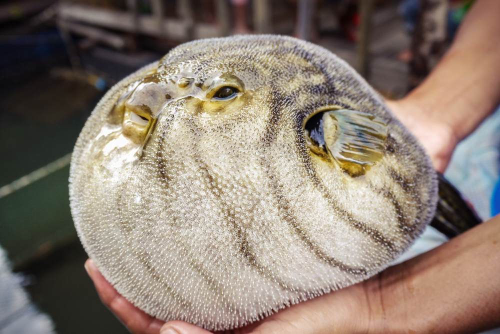 close up of inflated puffer fish (as known as blow fish or balloon fish)(AKKHARAT JARUSILAWONG)S