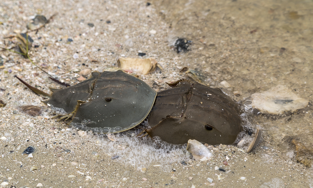 A male and female Horseshoe crab mating on the seashore(Drew Horne)S