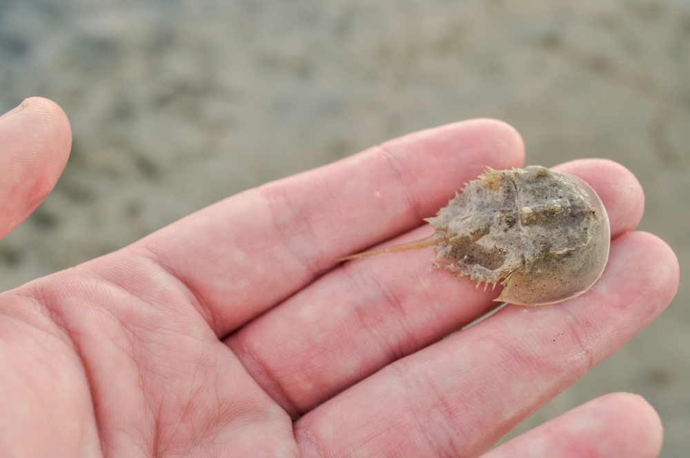 A unique image of a tiny baby horseshoe crab on a humans hand for size comparison(Jerry Morse)S