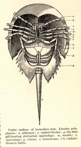 Anatomy of Horseshoe crab